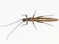 Leuctra fusca